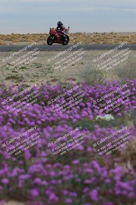 media/Jan-14-2023-SoCal Trackdays (Sat) [[497694156f]]/Turn 14 Exit Bloomig (145pm)/
